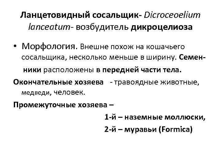  Ланцетовидный сосальщик- Dicroceoelium  lanceatum- возбудитель дикроцелиоза • Морфология. Внешне похож на кошачьего