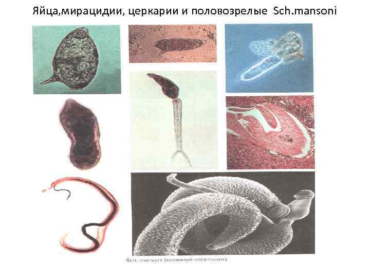 Яйца, мирацидии, церкарии и половозрелые Sch. mansoni 