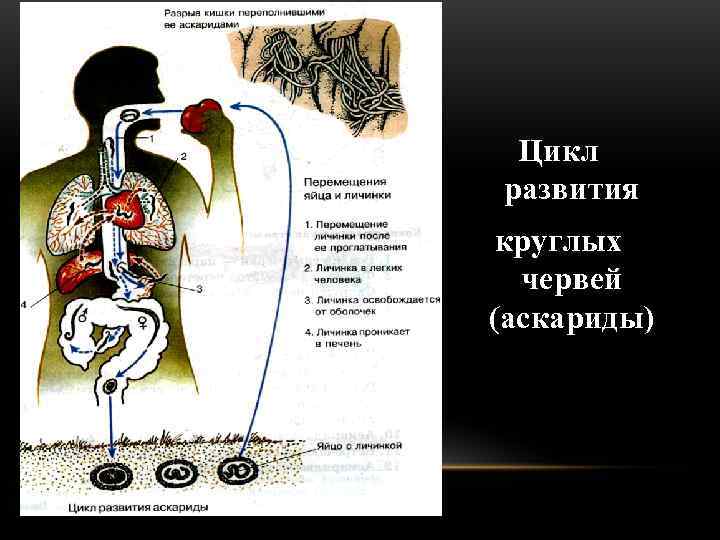 Развитие аскариды человеческой схема