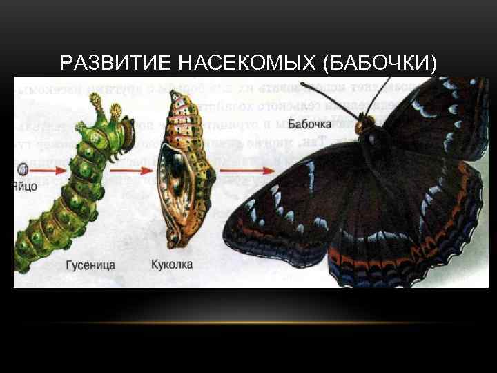 РАЗВИТИЕ НАСЕКОМЫХ (БАБОЧКИ) 