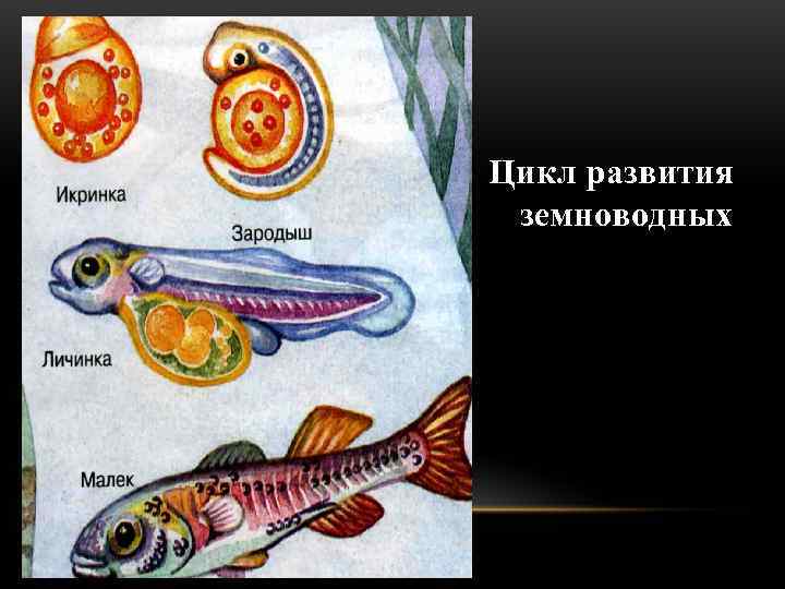 Цикл развития земноводных 