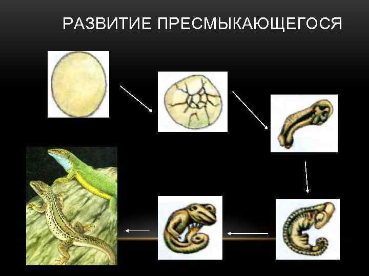 Особенности развития рептилий