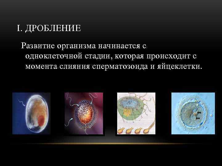 I. ДРОБЛЕНИЕ Развитие организма начинается с одноклеточной стадии, которая происходит с момента слияния сперматозоида