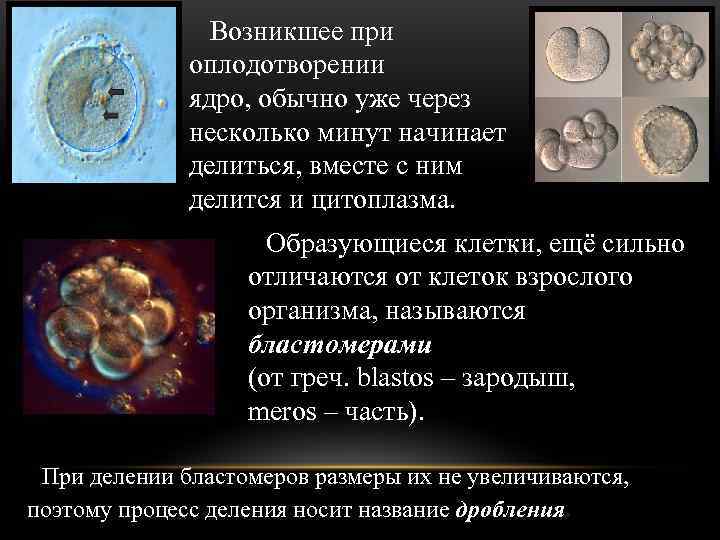     Возникшее при    оплодотворении    ядро,