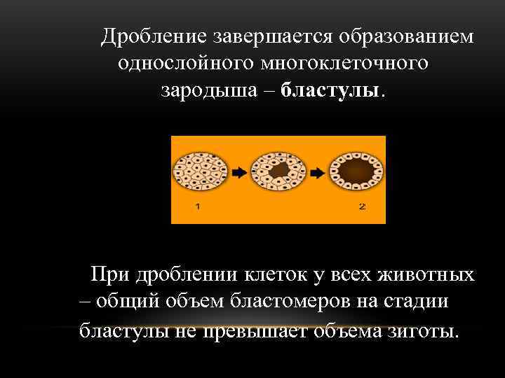 Процесс завершается образованием однослойного шарообразного зародыша