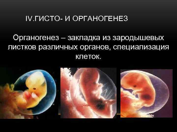   IV. ГИСТО- И ОРГАНОГЕНЕЗ  Органогенез – закладка из зародышевых листков различных