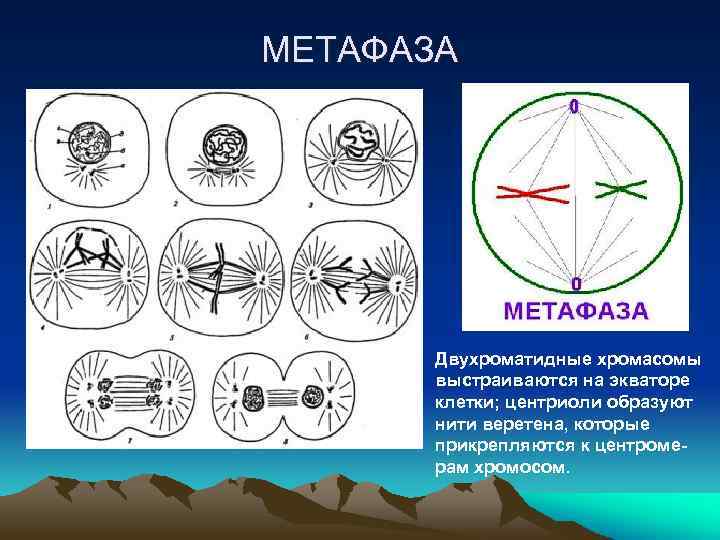 МЕТАФАЗА Двухроматидные хромасомы выстраиваются на экваторе клетки; центриоли образуют нити веретена, которые прикрепляются к