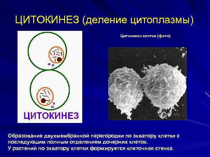 ЦИТОКИНЕЗ (деление цитоплазмы) Цитокинез клетки (фото) Образование двухмембранной перегородки по экватору клетки с последующим