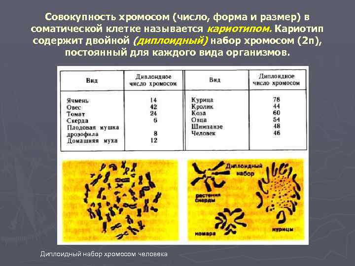 Совокупность хромосом (число, форма и размер) в соматической клетке называется кариотипом. Кариотип содержит двойной