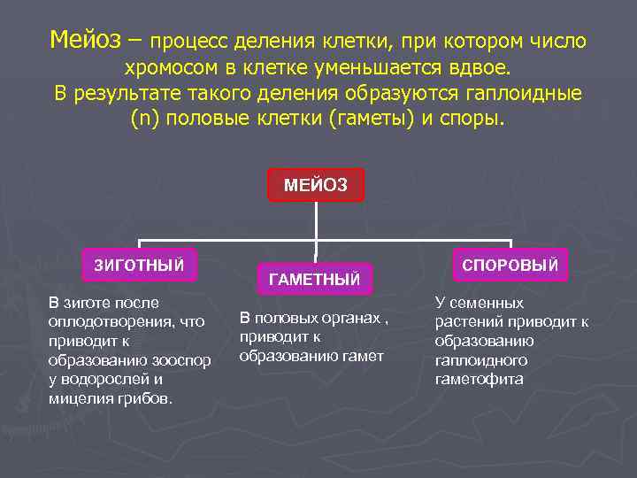 Мейоз – процесс деления клетки, при котором число хромосом в клетке уменьшается вдвое. В