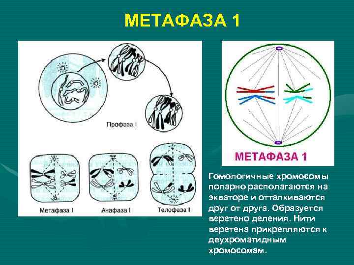 МЕТАФАЗА 1 Гомологичные хромосомы попарно располагаются на экваторе и отталкиваются друг от друга. Образуется