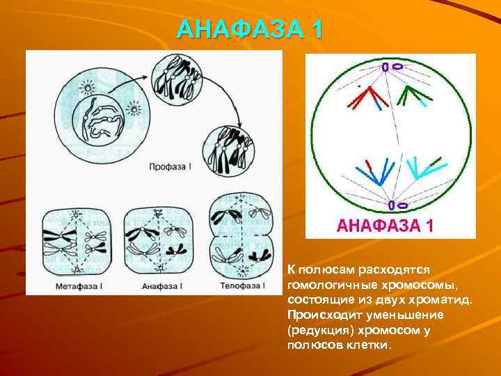 АНАФАЗА 1 К полюсам расходятся гомологичные хромосомы, состоящие из двух хроматид. Происходит уменьшение (редукция)