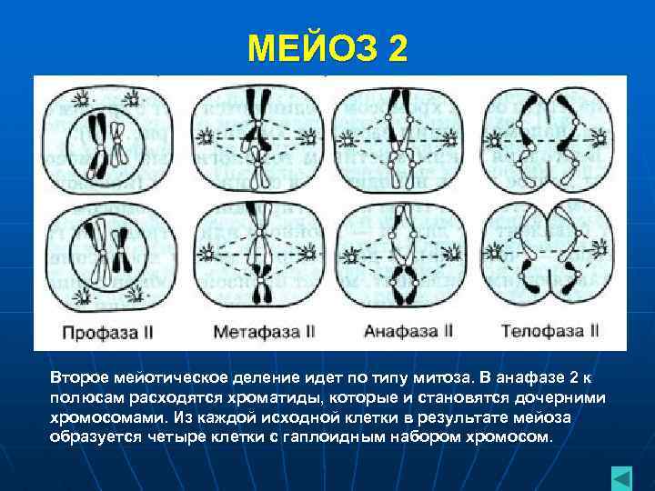 МЕЙОЗ 2 Второе мейотическое деление идет по типу митоза. В анафазе 2 к полюсам