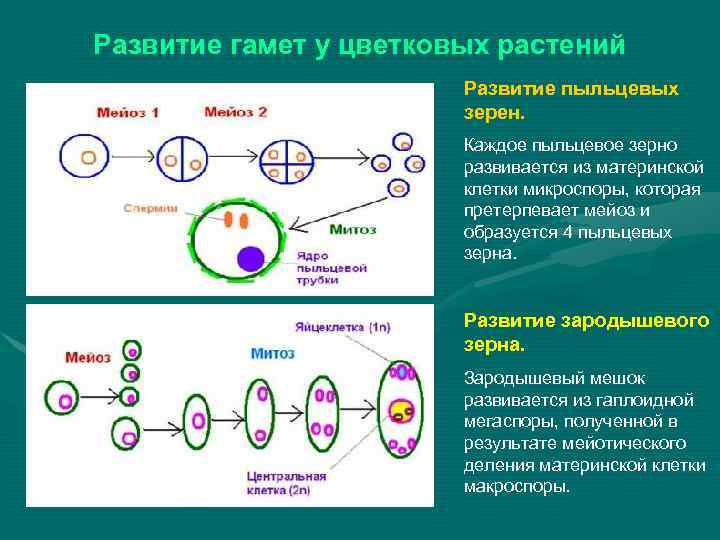 Развитие гамет у цветковых растений Развитие пыльцевых зерен. Каждое пыльцевое зерно развивается из материнской