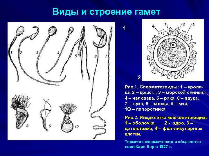 Виды и строение гамет 1 2 Рис. 1. Сперматозоиды: 1 – кролика, 2 –