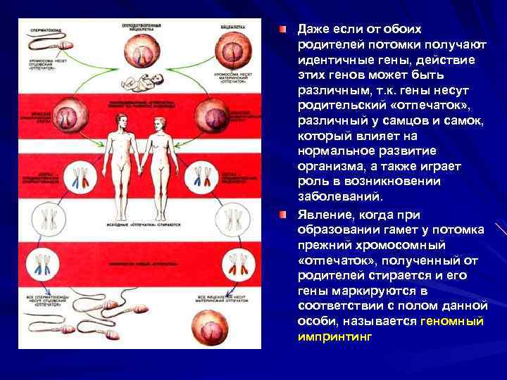 Даже если от обоих родителей потомки получают идентичные гены, действие этих генов может быть