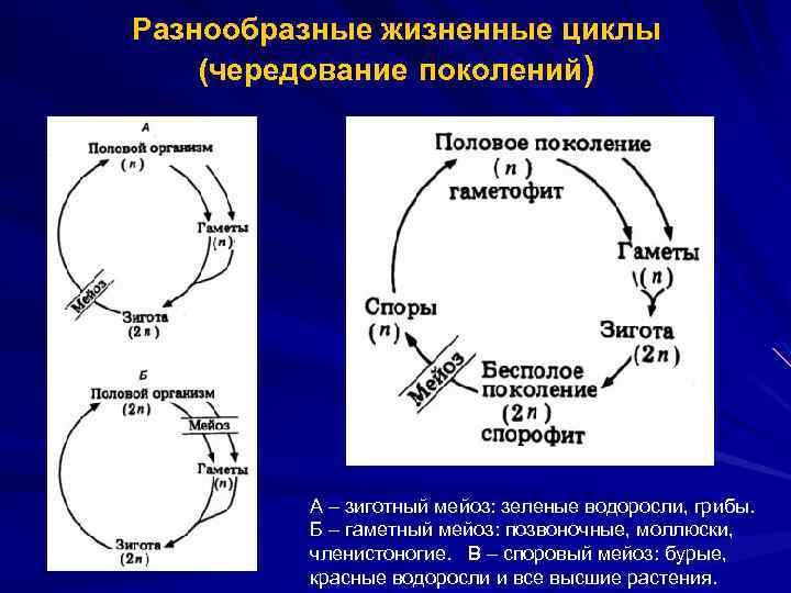 Чередование поколений. Жизненный цикл растений чередование поколений. Жизненный цикл споровых растений чередование поколений. Чередование поколений у водорослей. Чередование поколений общая схема.