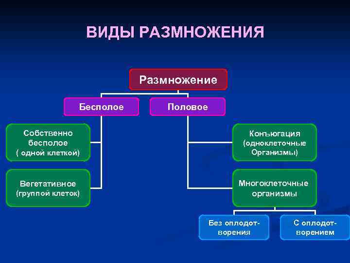 ВИДЫ РАЗМНОЖЕНИЯ Размножение Бесполое Собственно бесполое ( одной клеткой) Вегетативное (группой клеток) Половое Конъюгация