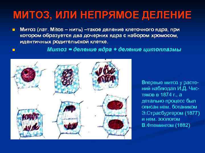 МИТОЗ, ИЛИ НЕПРЯМОЕ ДЕЛЕНИЕ n n Митоз (лат. Mitos – нить) –такое деление клеточного
