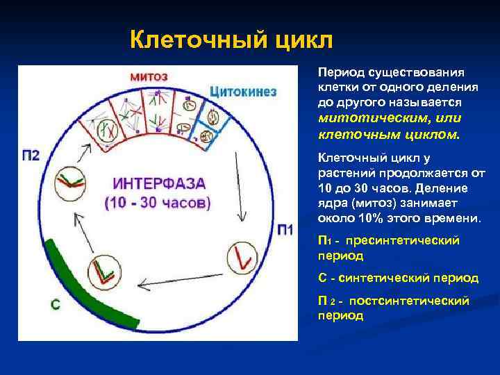 Клеточный цикл Период существования клетки от одного деления до другого называется митотическим, или клеточным