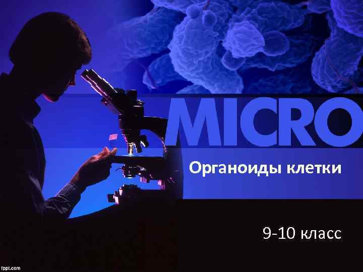 Органоиды клетки   9 -10 класс 