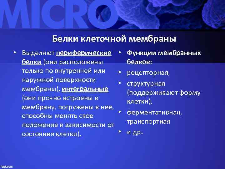    Белки клеточной мембраны • Выделяют периферические  • Функции мембранных 