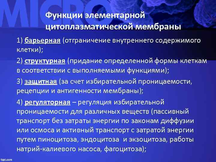   Функции элементарной   цитоплазматической мембраны 1) барьерная (отграничение внутреннего содержимого клетки);