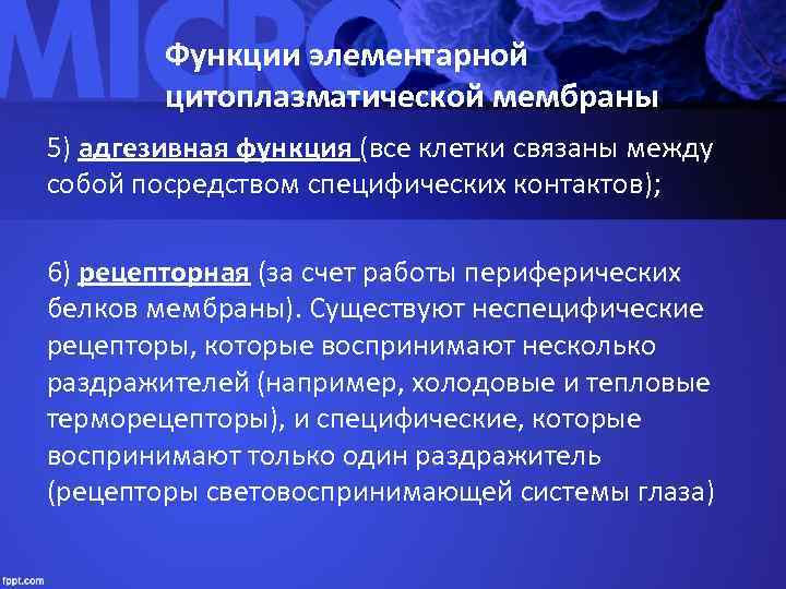   Функции элементарной   цитоплазматической мембраны 5) адгезивная функция (все клетки связаны