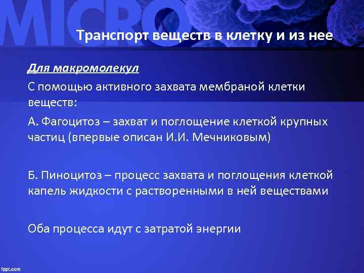   Транспорт веществ в клетку и из нее Для макромолекул С помощью активного