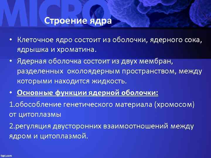    Строение ядра • Клеточное ядро состоит из оболочки, ядерного сока, ядрышка