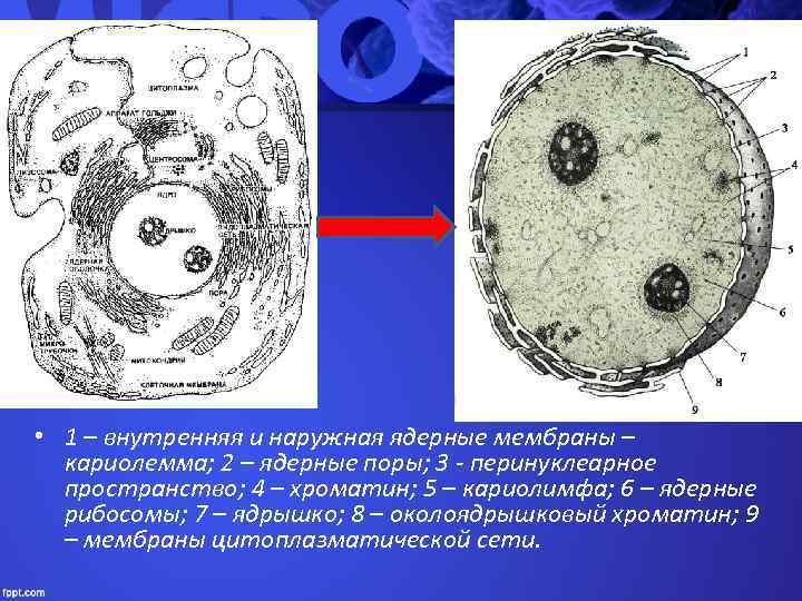  • 1 – внутренняя и наружная ядерные мембраны –  кариолемма; 2 –