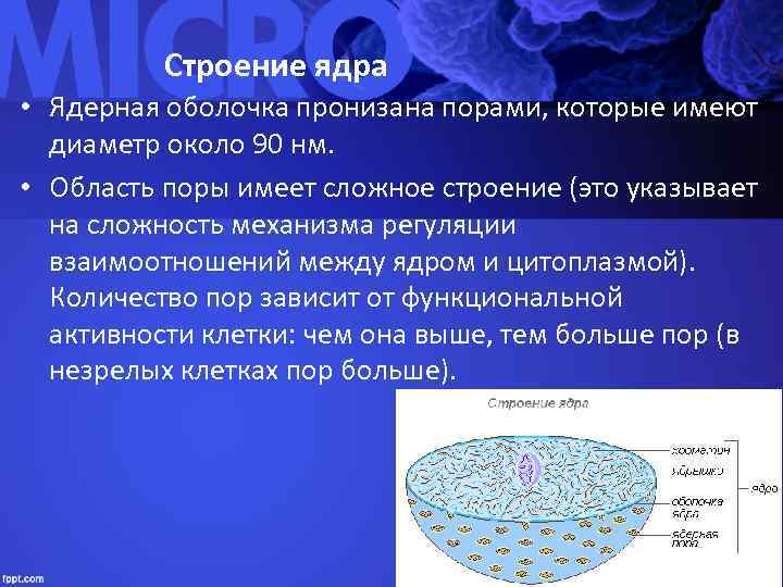    Строение ядра • Ядерная оболочка пронизана порами, которые имеют  диаметр