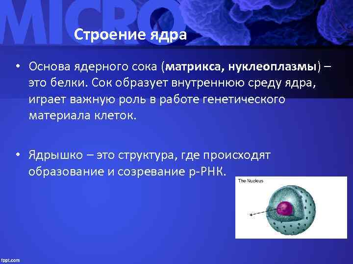    Строение ядра • Основа ядерного сока (матрикса, нуклеоплазмы) –  это