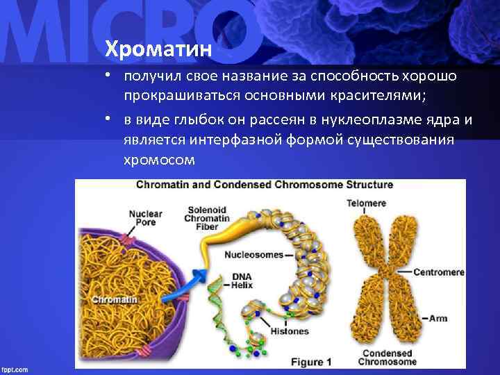 Хроматин  • получил свое название за способность хорошо  прокрашиваться основными красителями; 