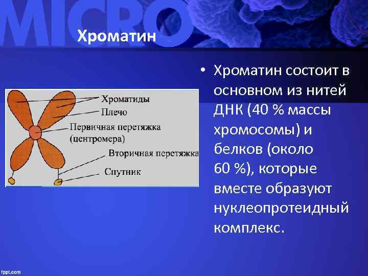 Хроматин    • Хроматин состоит в    основном из нитей