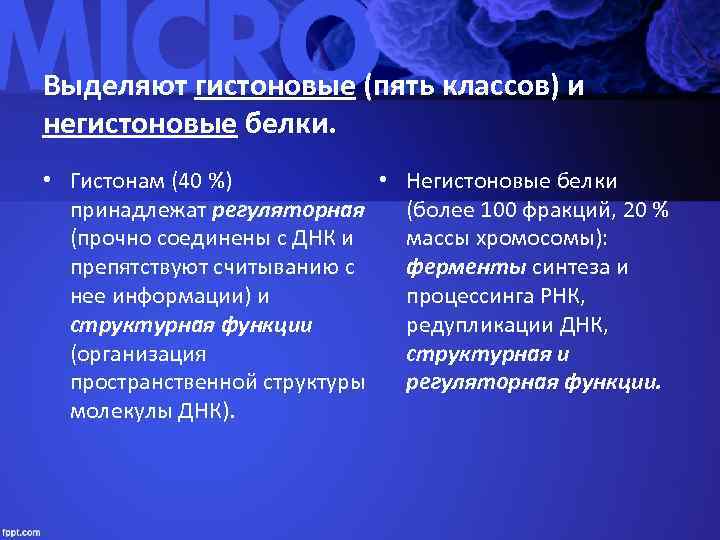 Выделяют гистоновые (пять классов) и негистоновые белки.  • Гистонам (40 %)  