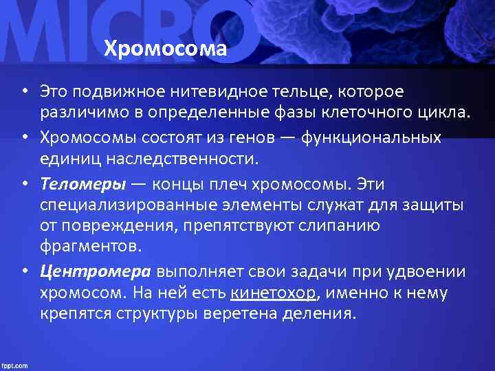    Хромосома • Это подвижное нитевидное тельце, которое  различимо в определенные