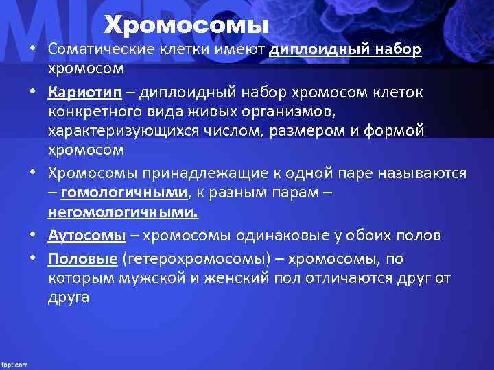  Хромосомы • Соматические клетки имеют диплоидный набор  хромосом • Кариотип –