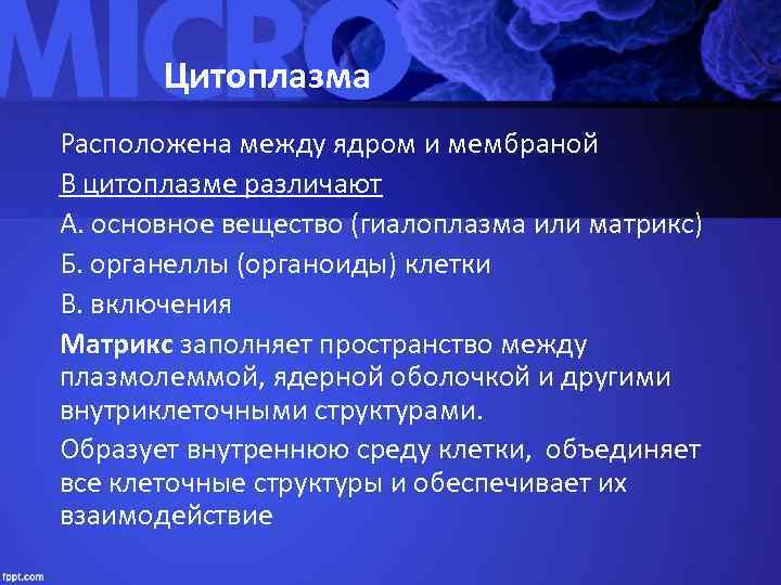   Цитоплазма Расположена между ядром и мембраной В цитоплазме различают А. основное вещество