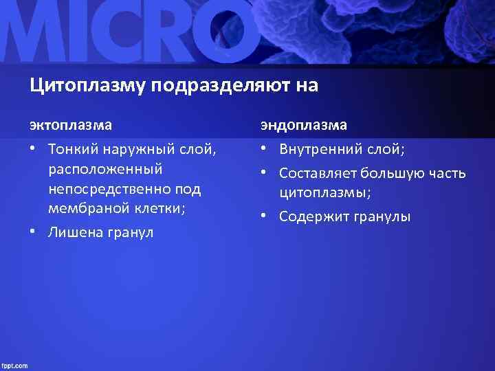 Цитоплазму подразделяют на эктоплазма   эндоплазма • Тонкий наружный слой,  • Внутренний