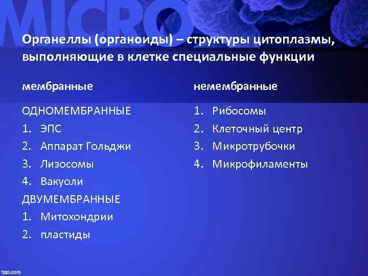 Органеллы (органоиды) – структуры цитоплазмы,  выполняющие в клетке специальные функции мембранные  