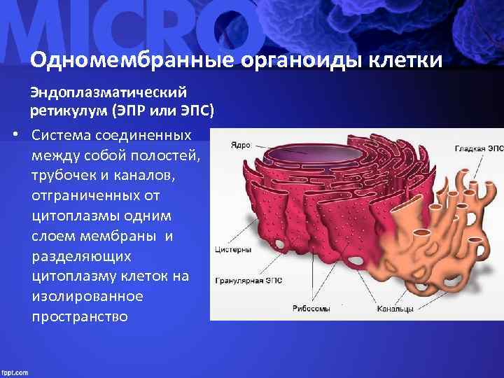 Одномембранные органоиды клетки