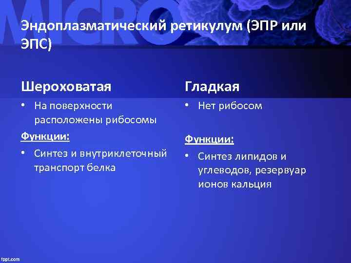 Эндоплазматический ретикулум (ЭПР или ЭПС) Шероховатая    Гладкая • На поверхности 