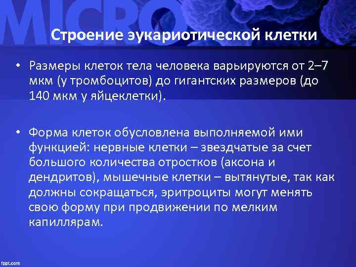  Строение эукариотической клетки • Размеры клеток тела человека варьируются от 2– 7 