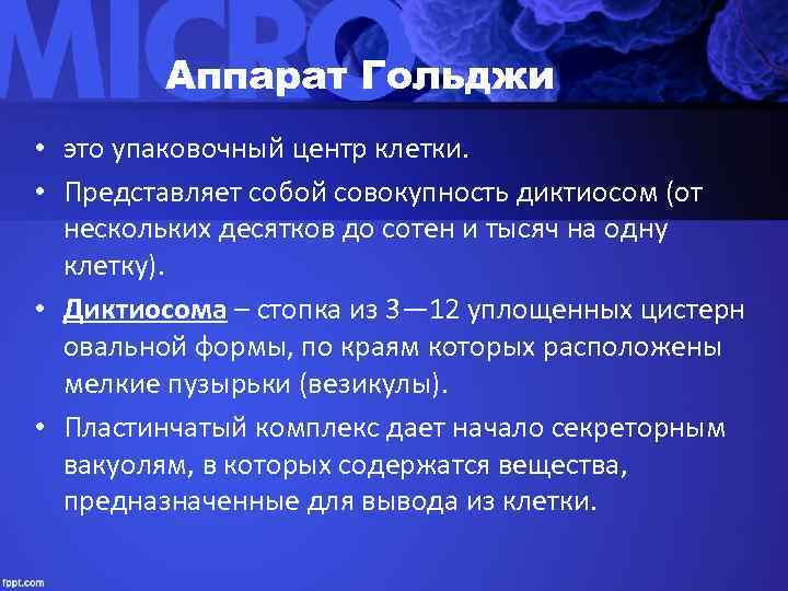   Аппарат Гольджи • это упаковочный центр клетки.  • Представляет собой совокупность