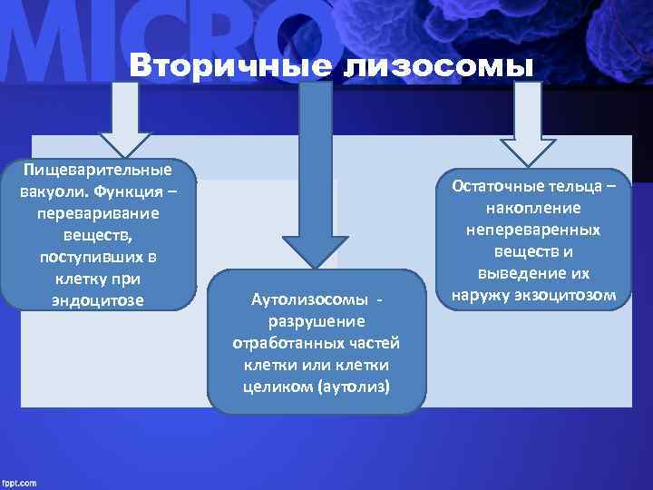   Вторичные лизосомы  Пищеварительные вакуоли. Функция –     