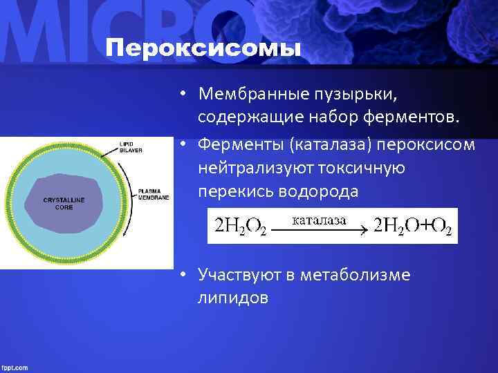 Пероксисомы • Мембранные пузырьки,   содержащие набор ферментов.  • Ферменты (каталаза) пероксисом