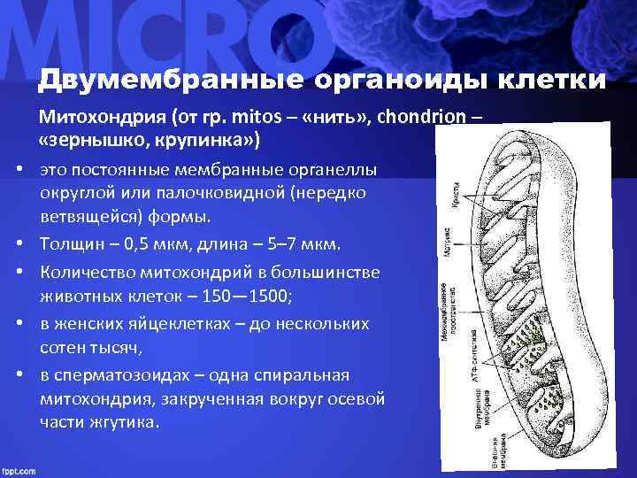  Двумембранные органоиды клетки  Митохондрия (от гр. mitos – «нить» , chondrion –