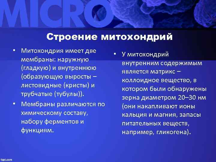    Строение митохондрий • Митохондрия имеет две • У митохондрий  мембраны: