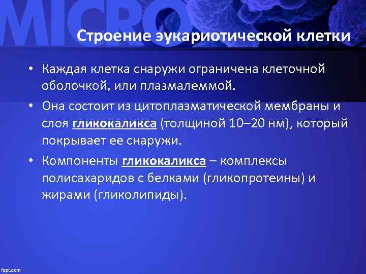   Строение эукариотической клетки • Каждая клетка снаружи ограничена клеточной  оболочкой, или